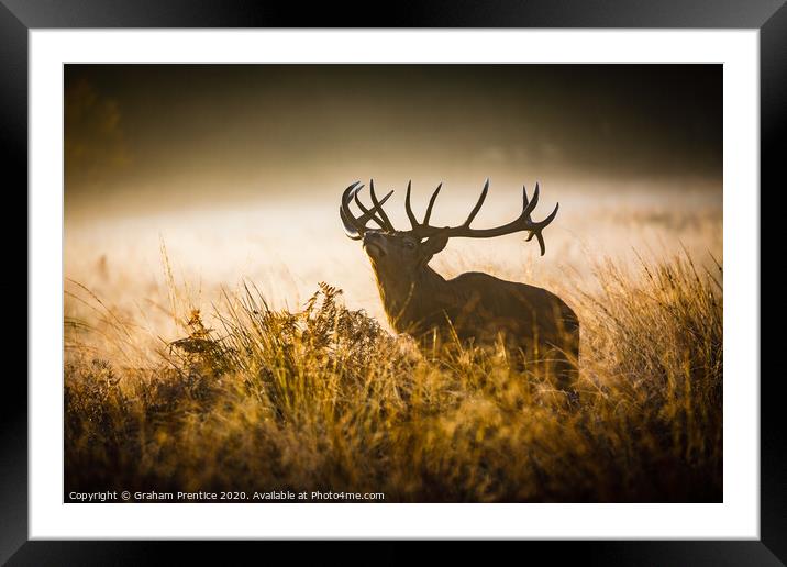 Red deer stag with large antlers in tall grass Framed Mounted Print by Graham Prentice