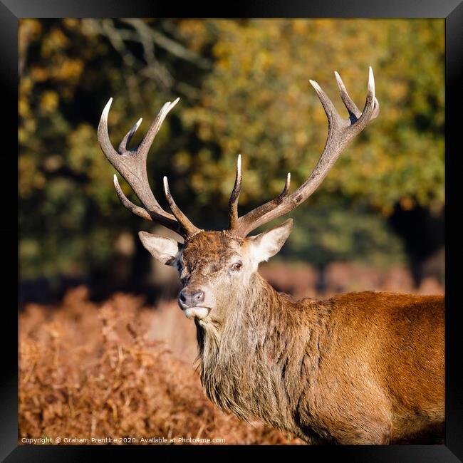 Red deer with magnificent antlers Framed Print by Graham Prentice