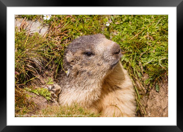 A cute marmot in the Swiss Alps Framed Mounted Print by Graham Prentice