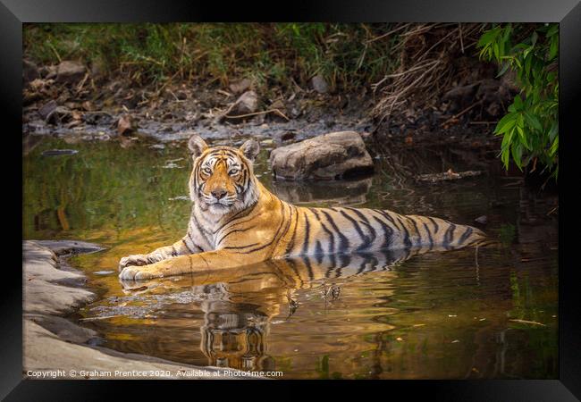 Bengal tiger laying in a water hole with reflectio Framed Print by Graham Prentice