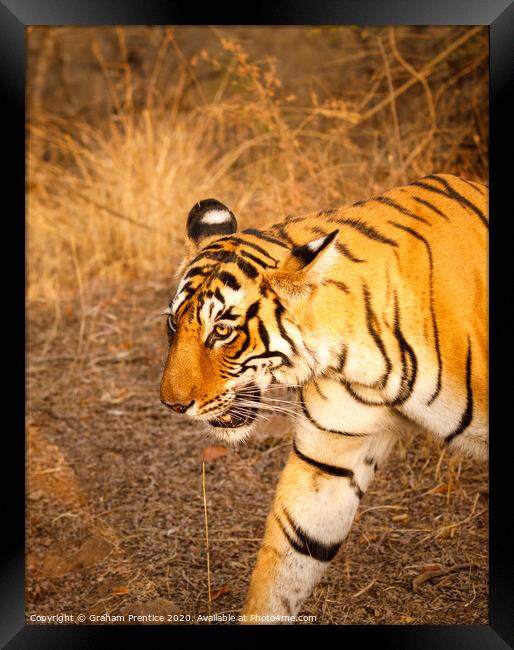 Close-up view of a tigress in India walking Framed Print by Graham Prentice