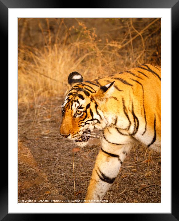 Close-up view of a tigress in India walking Framed Mounted Print by Graham Prentice