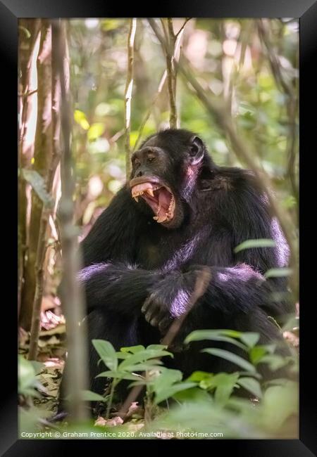 A chimpanzee in forest in Uganda bares his teeth Framed Print by Graham Prentice