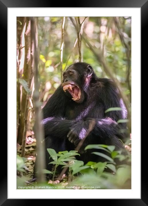 A chimpanzee in forest in Uganda bares his teeth Framed Mounted Print by Graham Prentice