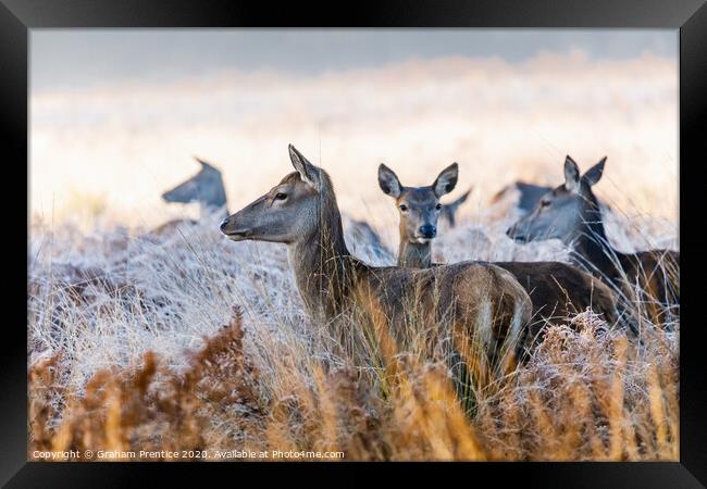 A group of red deer hinds standing in long grass Framed Print by Graham Prentice