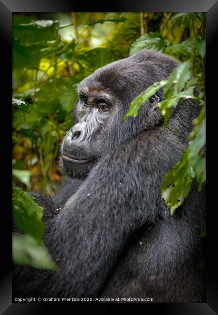 Mountain gorilla in Bwindi Impenetrable Forest, Ug Framed Print by Graham Prentice