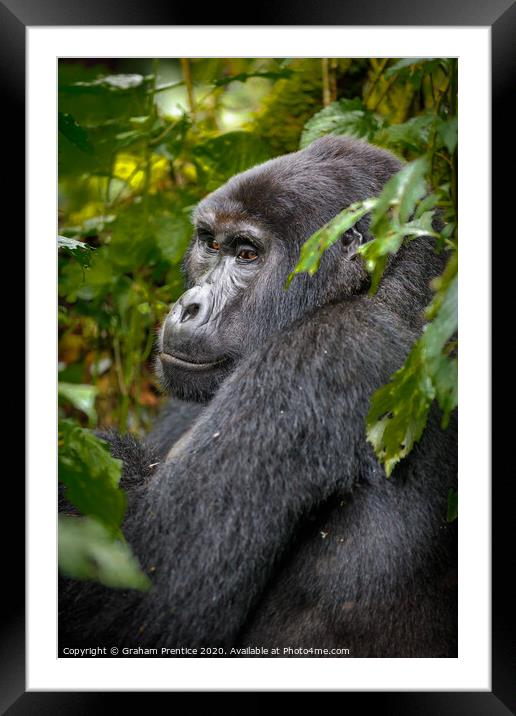 Mountain gorilla in Bwindi Impenetrable Forest, Ug Framed Mounted Print by Graham Prentice