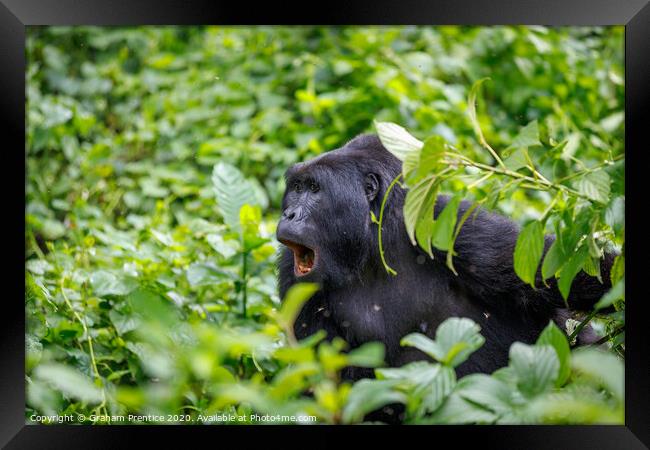 Mountain gorilla in Bwindi Impenetrable Forest Framed Print by Graham Prentice