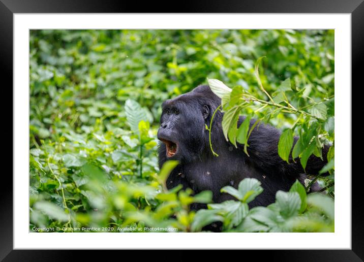 Mountain gorilla in Bwindi Impenetrable Forest Framed Mounted Print by Graham Prentice