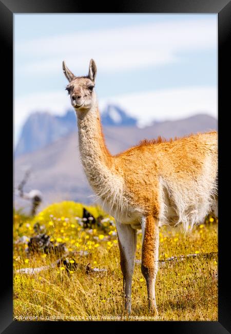 Guanaco in the Torres del Paine National Park Framed Print by Graham Prentice