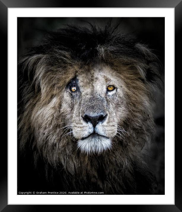 Noble Lion Portrait Framed Mounted Print by Graham Prentice