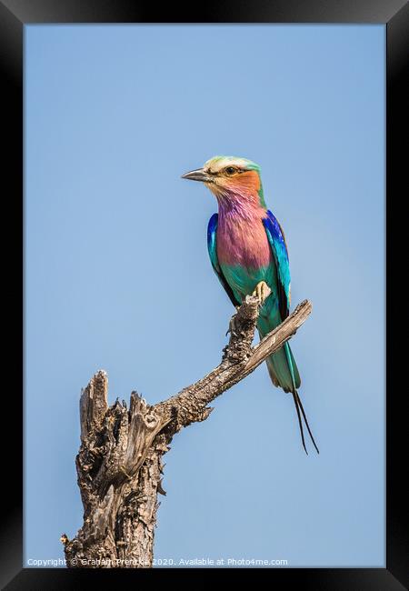 Lilac-breasted roller (Coracias caudatus) Framed Print by Graham Prentice