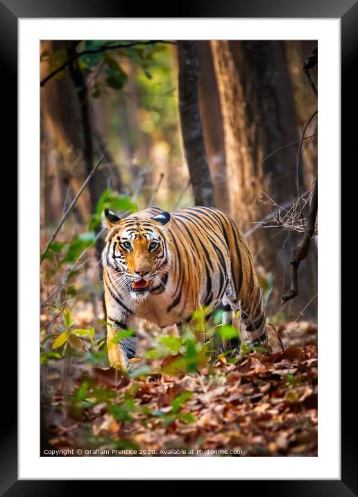 Tiger Prowling Framed Mounted Print by Graham Prentice
