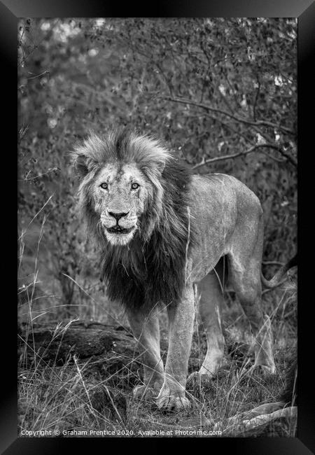A lion standing on a dry grass field Framed Print by Graham Prentice