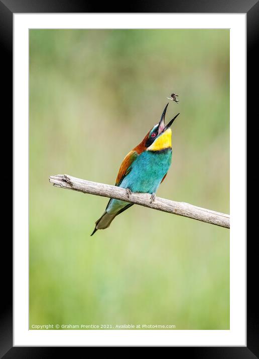 European bee-eater eating a bee Framed Mounted Print by Graham Prentice