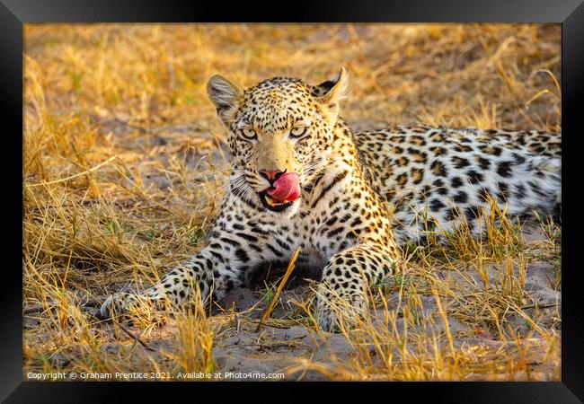 A leopard laying in grass licking her lips Framed Print by Graham Prentice