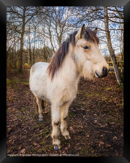 Icelandic Horse Framed Print by Graham Prentice