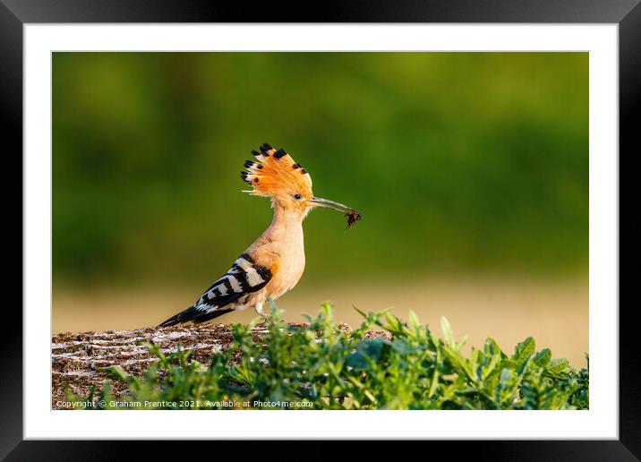 Hoopoe with Catch Framed Mounted Print by Graham Prentice