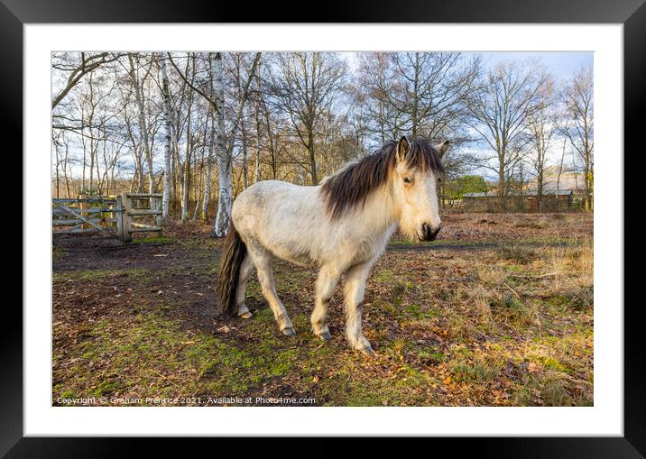 Icelandic Horse Framed Mounted Print by Graham Prentice