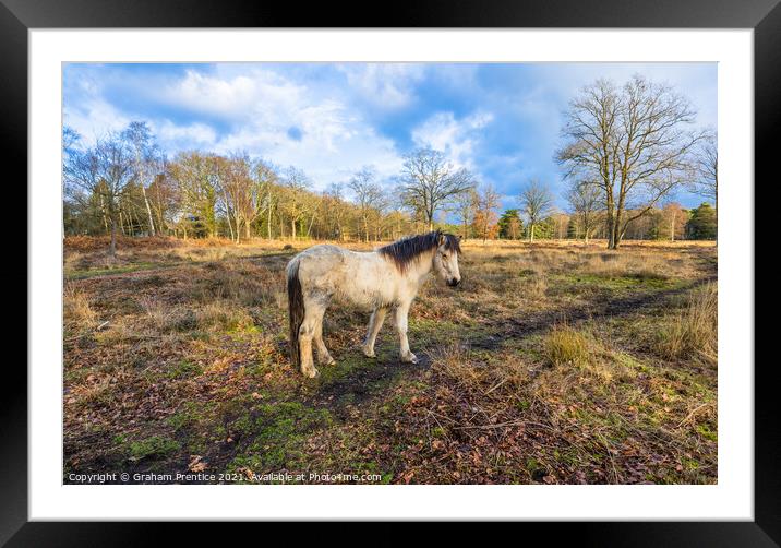 Icelandic Horse in Countryside Framed Mounted Print by Graham Prentice