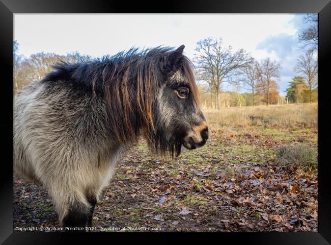 Shetland Pony Framed Print by Graham Prentice