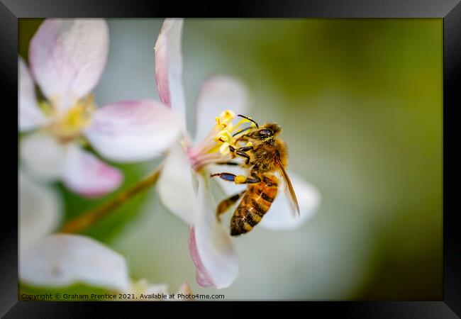 Honey Bee Collecting Pollen Framed Print by Graham Prentice