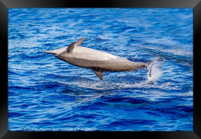 Spinner Dolphin Spinning Framed Print by Graham Prentice