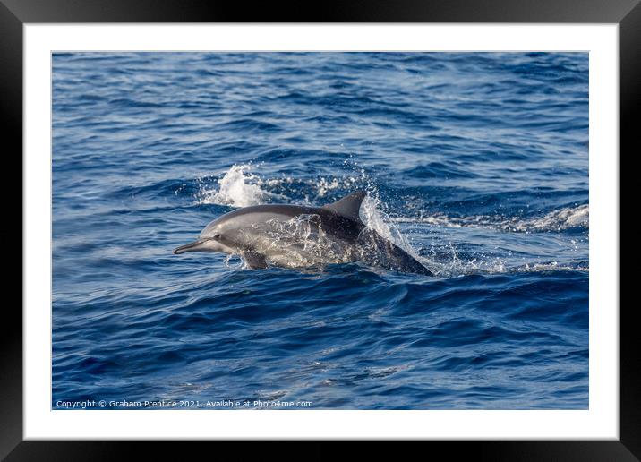 Spinner Dolphin Swimming Framed Mounted Print by Graham Prentice