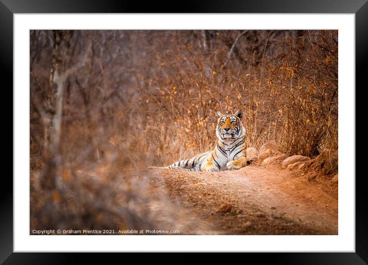Tiger in the Road Framed Mounted Print by Graham Prentice