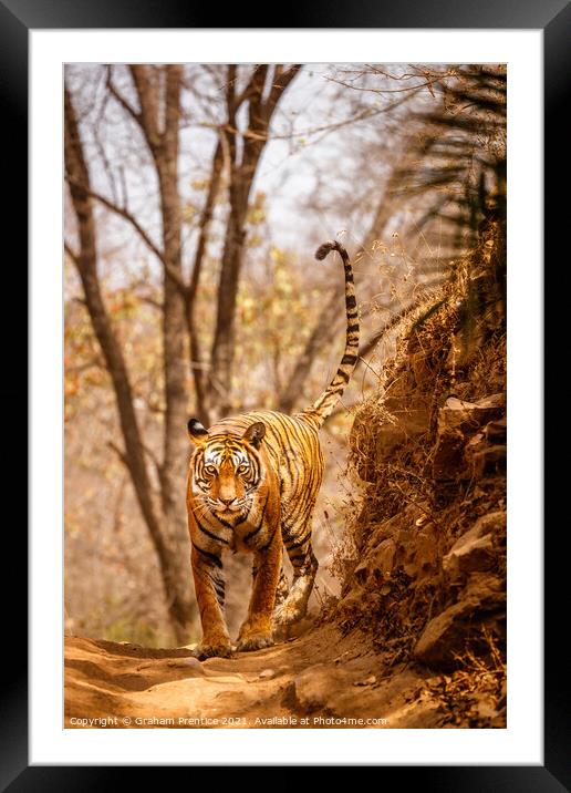 Tiger on the Prowl Framed Mounted Print by Graham Prentice