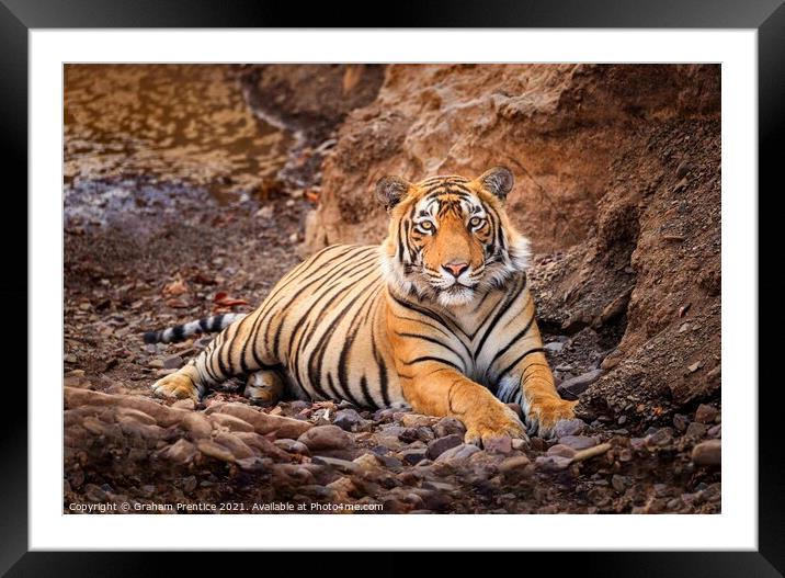 Tiger at Rest Framed Mounted Print by Graham Prentice