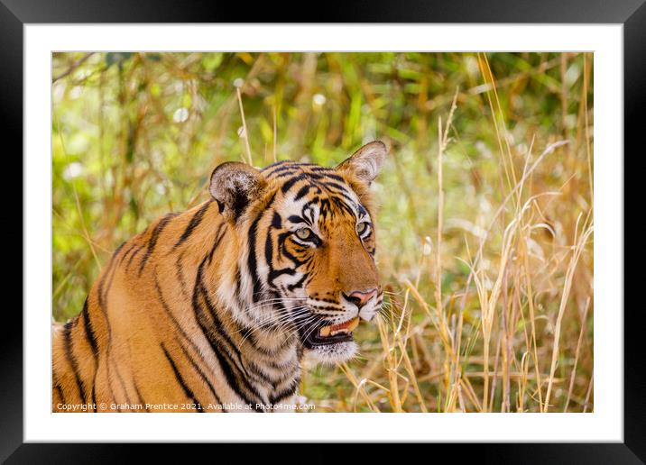 Bengal Tiger Framed Mounted Print by Graham Prentice