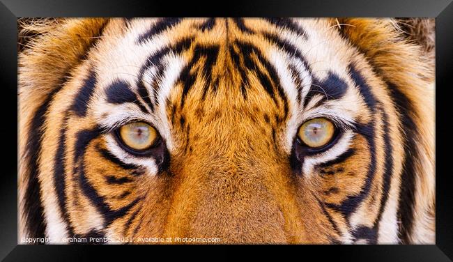 Tiger Eyes Framed Print by Graham Prentice