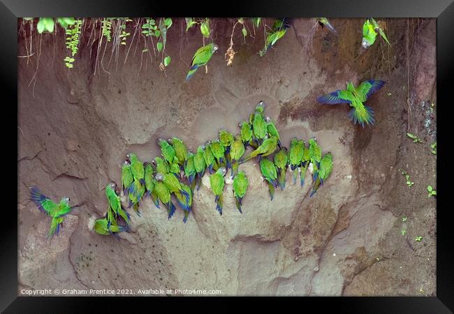 Mealy Parrots on Clay Lick Framed Print by Graham Prentice