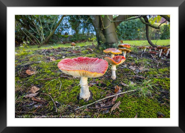 Fly Agaric Toadstools Framed Mounted Print by Graham Prentice