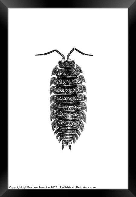 Common Shiny Woodlouse - Mono Framed Print by Graham Prentice