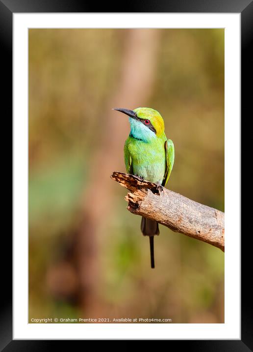 Green Bee-Eater Framed Mounted Print by Graham Prentice