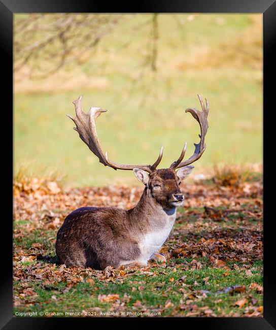 Fallow Deer Resting Framed Print by Graham Prentice