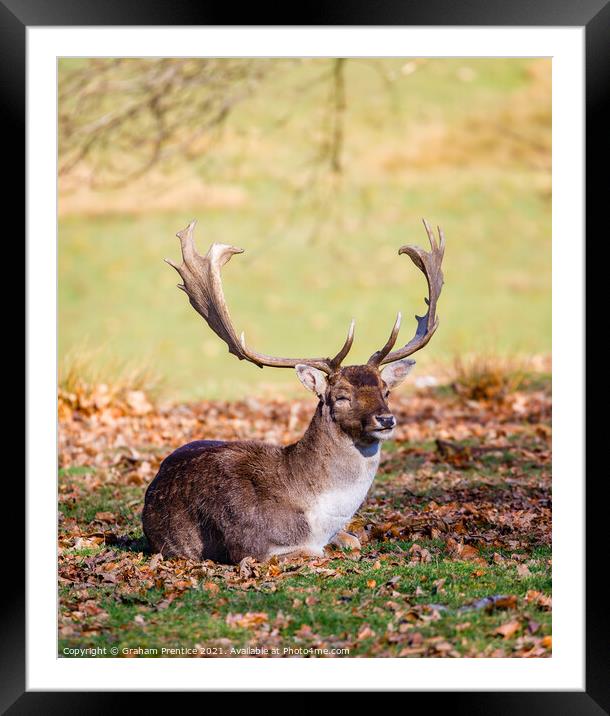 Fallow Deer Resting Framed Mounted Print by Graham Prentice