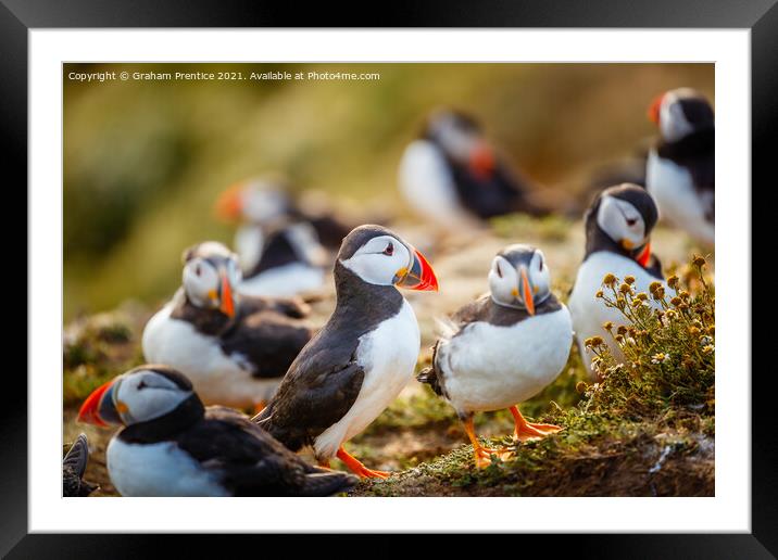 Atlantic Puffins Framed Mounted Print by Graham Prentice