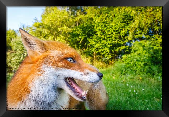 Lovely Russet Fox in the Sun Framed Print by Graham Prentice