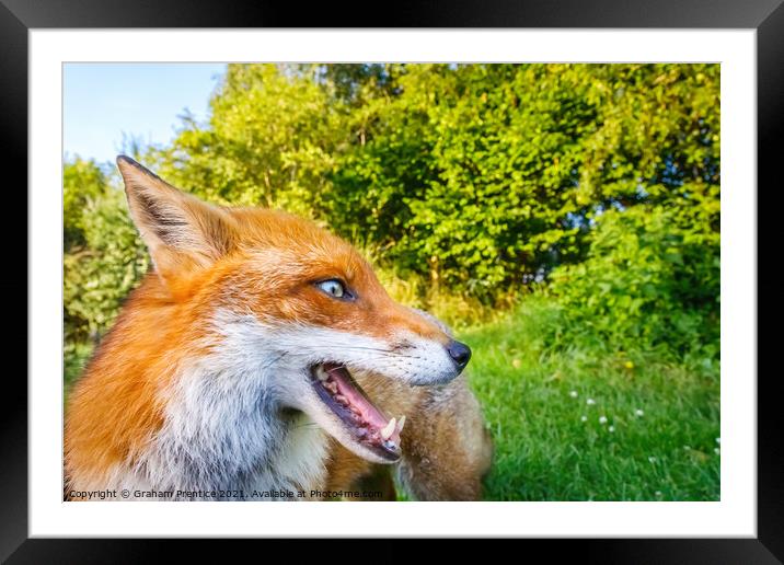 Lovely Russet Fox in the Sun Framed Mounted Print by Graham Prentice