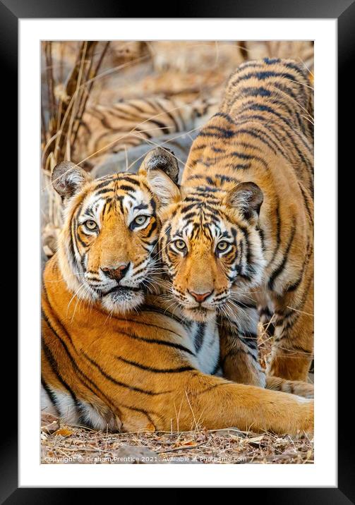 A Tigress and her Cub Framed Mounted Print by Graham Prentice
