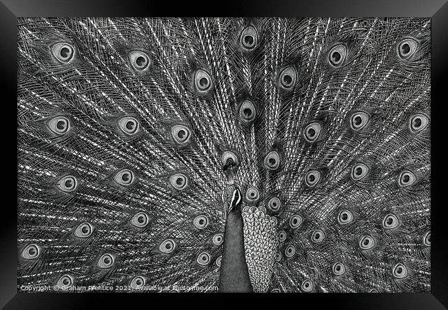 Peacock Displaying, Monochrome Framed Print by Graham Prentice