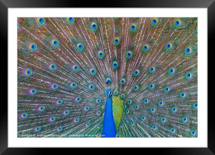 Peacock Displaying Iridescent Train Framed Mounted Print by Graham Prentice