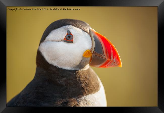 Puffin Portrait Framed Print by Graham Prentice
