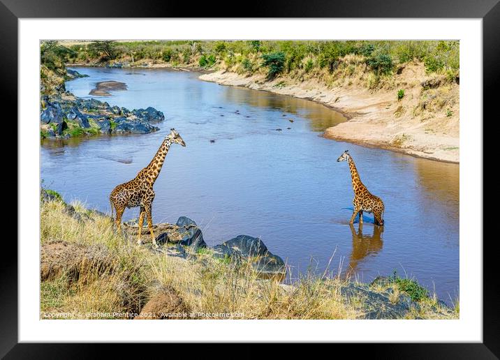 Giraffes by the River Mara Framed Mounted Print by Graham Prentice