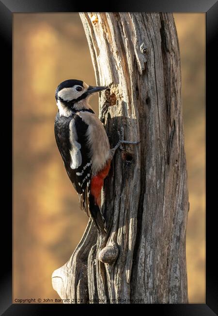 Greater Spotted Woodpecker Framed Print by John Barratt