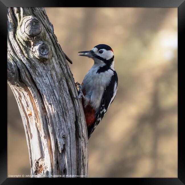 Greater Spotted Woodpecker (Male) Framed Print by John Barratt