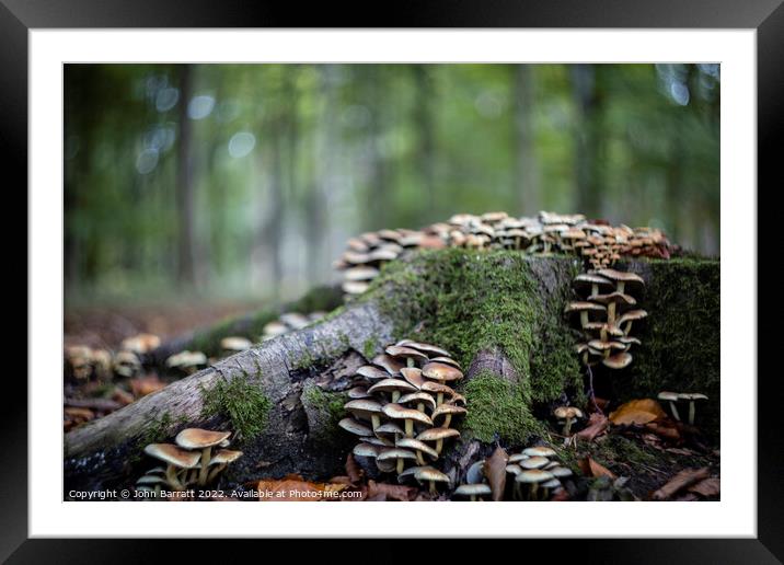 Fungus Takeover Framed Mounted Print by John Barratt